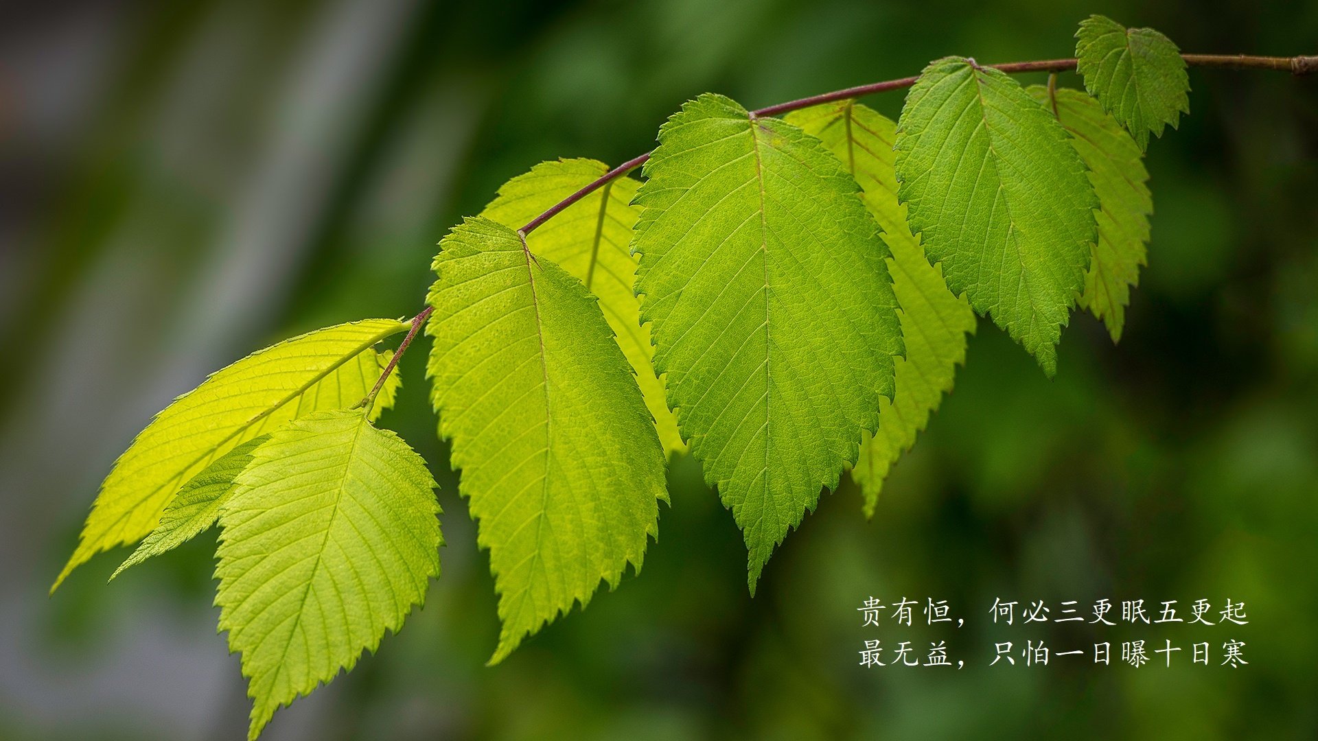 博卡青年门将神勇扑救赢得掌声，博卡青年1996年阵容