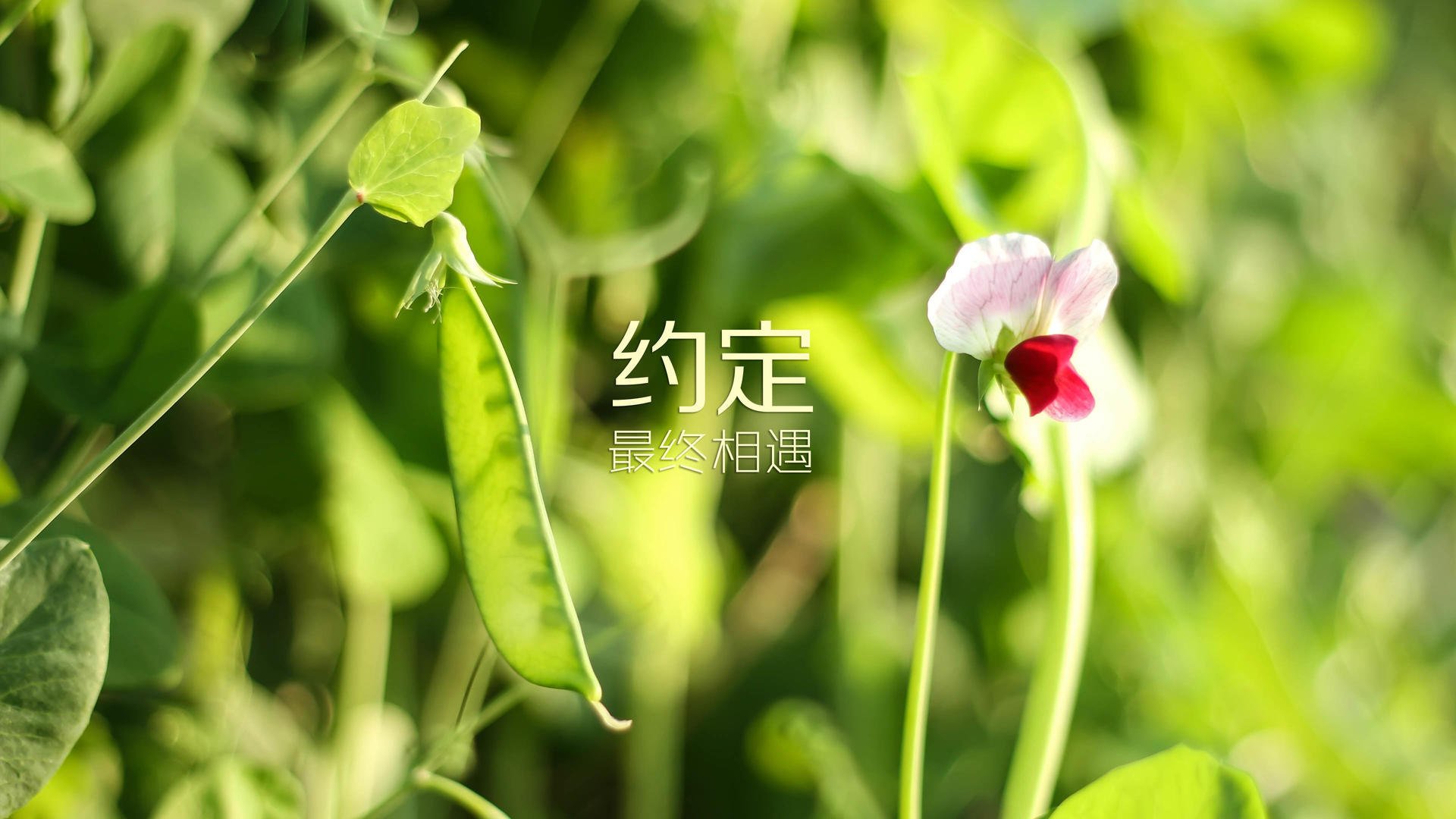 APP下载 LY Sports-阿拉伯联合酋长国在西亚锦标赛中脱颖而出，成绩显著，阿拉伯联合酋长国位于西亚吗